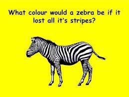 What colour would a zebra be if it lost all of its stripes?